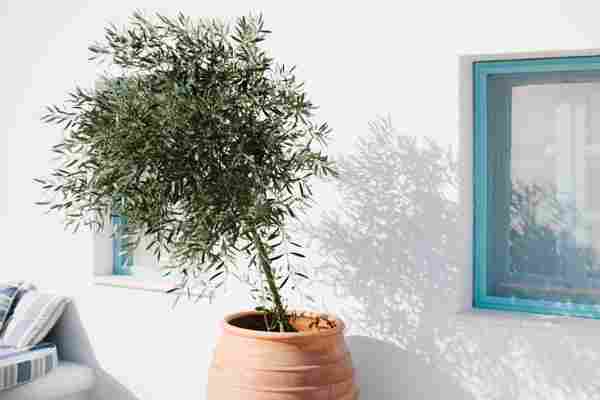 Olive Trees Are “Next Big Thing” Tree Taking Over the Design World (& How To Take Care of It)
